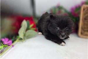 Keaton - Pomeranian for sale