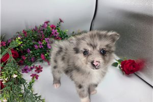 Killian - Pomeranian for sale