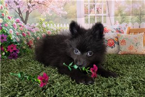 Kameron - Pomeranian for sale