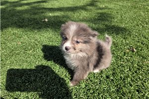 Madison - Pomeranian for sale