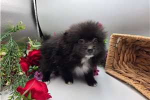 Keaton - Pomeranian for sale