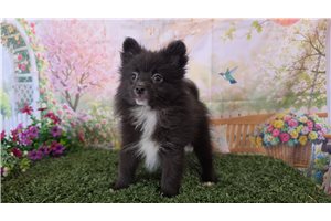 Keaton - Pomeranian for sale