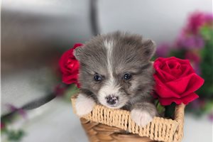 Madison - Pomeranian for sale