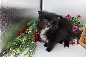 Keaton - Pomeranian for sale
