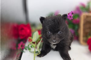Kameron - Pomeranian for sale