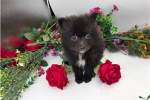 Kameron - Pomeranian for sale