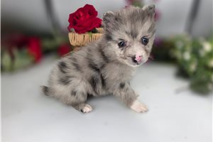 Killian - Pomeranian for sale
