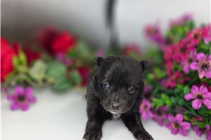 Kacey - puppy for sale