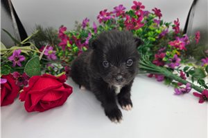 Keaton - Pomeranian for sale