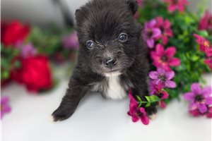Kameron - Pomeranian for sale