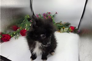 Keaton - Pomeranian for sale
