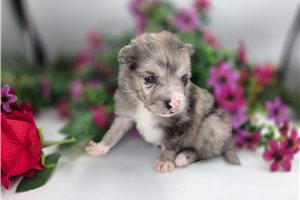Killian - puppy for sale