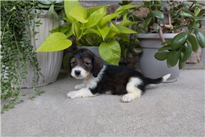 Spitzer - Dachshund, Mini for sale