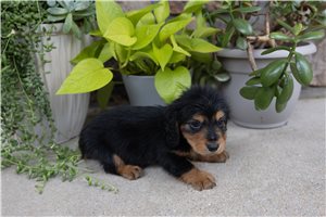Spark - puppy for sale