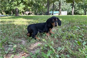 Spence - puppy for sale