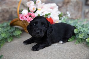 Daisy - puppy for sale