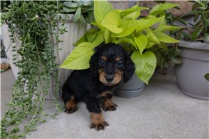 Spirit - puppy for sale