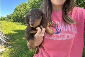 Delilah - Dachshund, Mini for sale