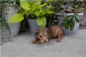Spike - puppy for sale
