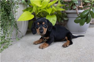 Spence - Dachshund, Mini for sale