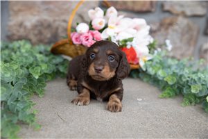 Delilah - Dachshund, Mini for sale