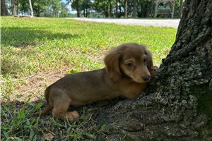Spike - Dachshund, Mini for sale