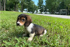Spitzer - Dachshund, Mini for sale