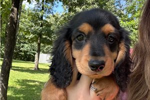 Spark - Dachshund, Mini for sale