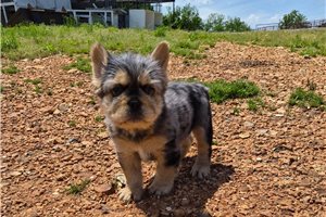 Edgar - French Bulldog for sale