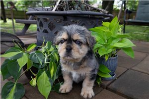 Edgar - French Bulldog for sale