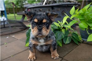 Enzo - French Bulldog for sale