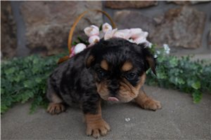 Enzo - French Bulldog for sale