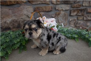 Elsie - French Bulldog for sale