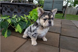 Elsie - French Bulldog for sale