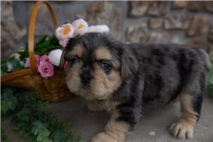 Edgar - French Bulldog for sale