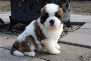 Drew - Saint Bernard - St. Bernard for sale