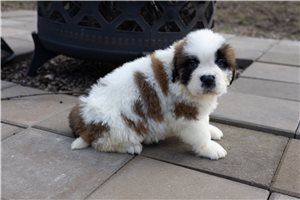 Doris - Saint Bernard - St. Bernard for sale