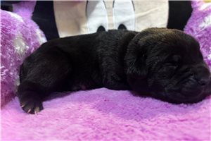 Renata - puppy for sale