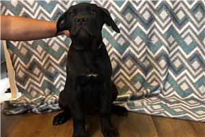 Reagan - Cane Corso Mastiff for sale