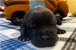 Rene - Cane Corso Mastiff for sale
