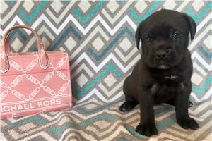 Renata - Cane Corso Mastiff for sale