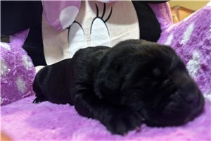 Rayna - puppy for sale