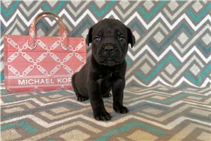 Regina - Cane Corso Mastiff for sale