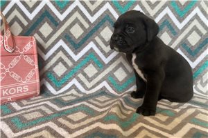 Renea - Cane Corso Mastiff for sale