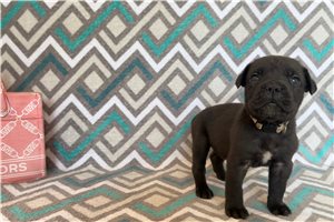 Rebecca - Cane Corso Mastiff for sale
