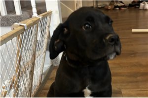 Renata - Cane Corso Mastiff for sale