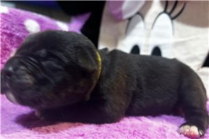 Reagan - Cane Corso Mastiff for sale