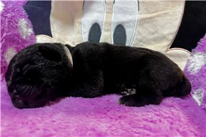 Rebecca - Cane Corso Mastiff for sale