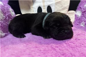 Regina - Cane Corso Mastiff for sale