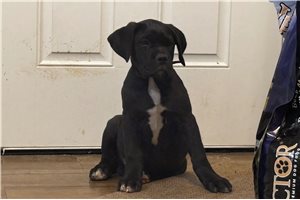 Renea - Cane Corso Mastiff for sale